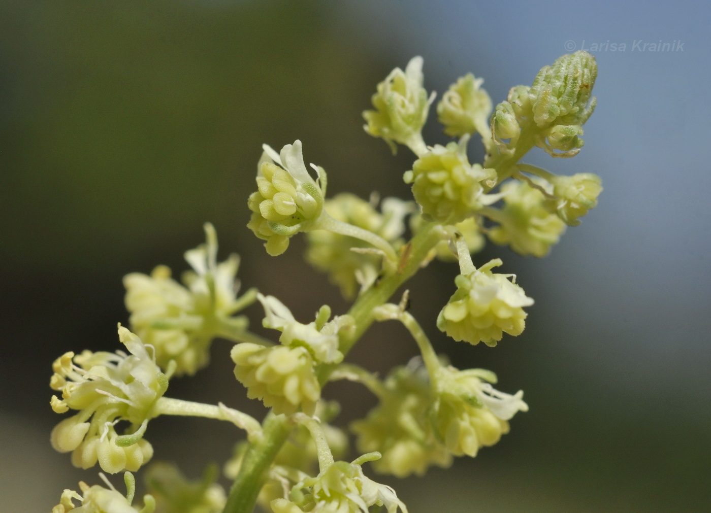 Image of Reseda lutea specimen.