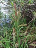 род Carex