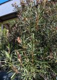 Nerium oleander. Ветви плодоносящего кустарника. Краснодарский край, Сочи, Адлерский р-н, в культуре. 09.03.2025.
