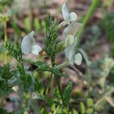 Смотреть изображение Vicia grandiflora