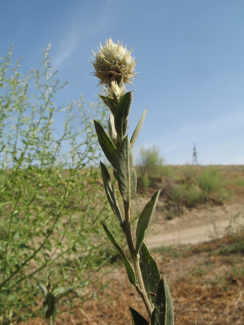 Image of Stizolophus balsamita specimen.