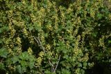 genus Ribes. Цветущие ветви. Турция, ил Ардахан, левый борт дол. р. Рабат, окр. крепости Шайтан Калеси, выс. 1980 м н.у.м. 18 мая 2025 г.