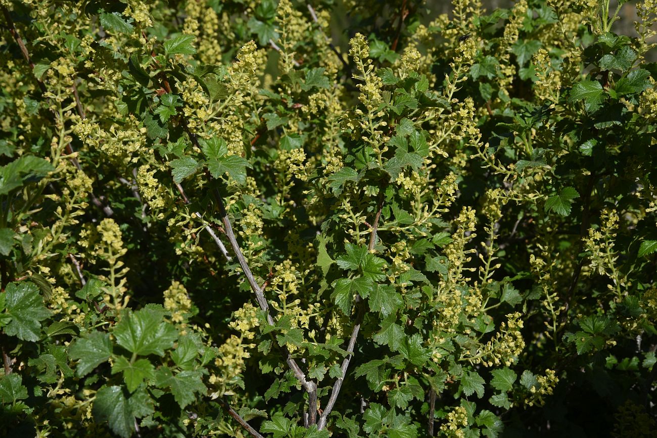 Image of genus Ribes specimen.