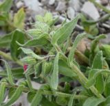 Nonea caspica