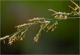 Bromopsis inermis. Часть соцветия. Московская обл., Раменский р-н, окр. дер. Хрипань, садовый участок. 11.06.2025.