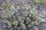 Artemisia glomerata