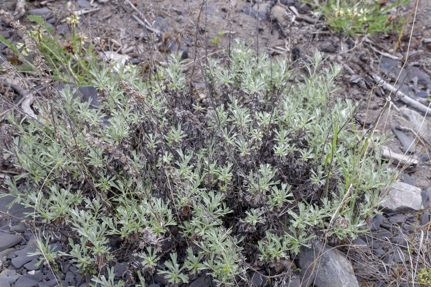 Изображение особи Artemisia glomerata.
