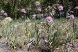 род Allium. Цветущие растения. Таджикистан, Горно-Бадахшанская автономная обл., Рушанский р-н, Северо-Аличурский хр., окр. оз. Шадау, дол. р. Шадау, выс. ≈ 3500 м н.у.м., пойма реки. 4 июля 2025 г.