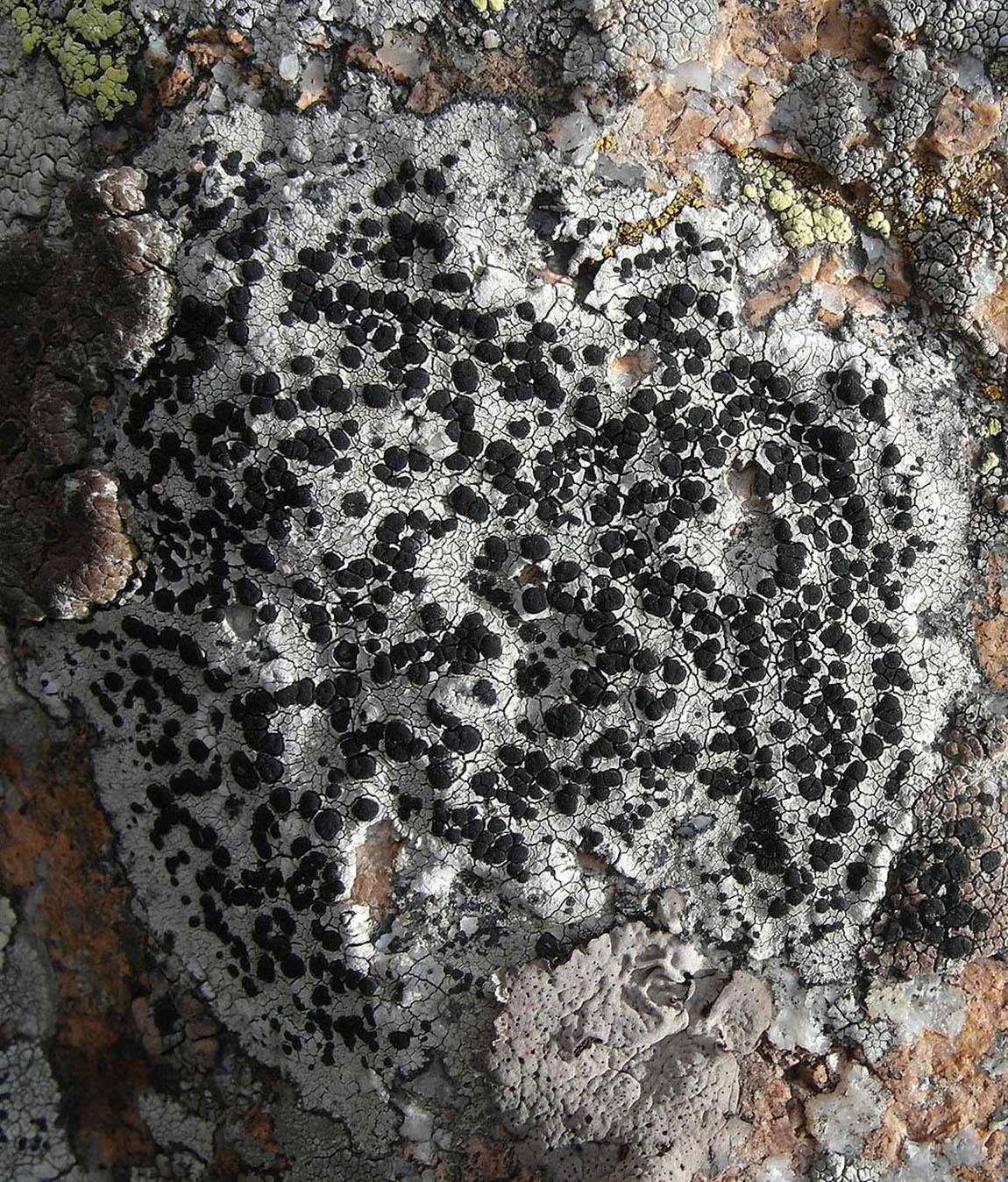Изображение особи Lecidea lapicida var. pantherina.