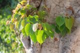 Ficus religiosa. Часть ствола с молодыми побегами. Израиль, г. Бат-Ям, в озеленении. 06.05.2025.