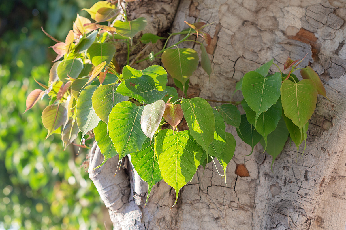 Изображение особи Ficus religiosa.