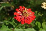 Zinnia elegans. Соцветие (махровая форма). Московская обл., Раменский р-н, окр. дер. Хрипань, садовый участок. 13.08.2025.