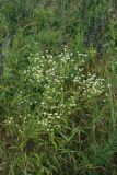 Erigeron annuus