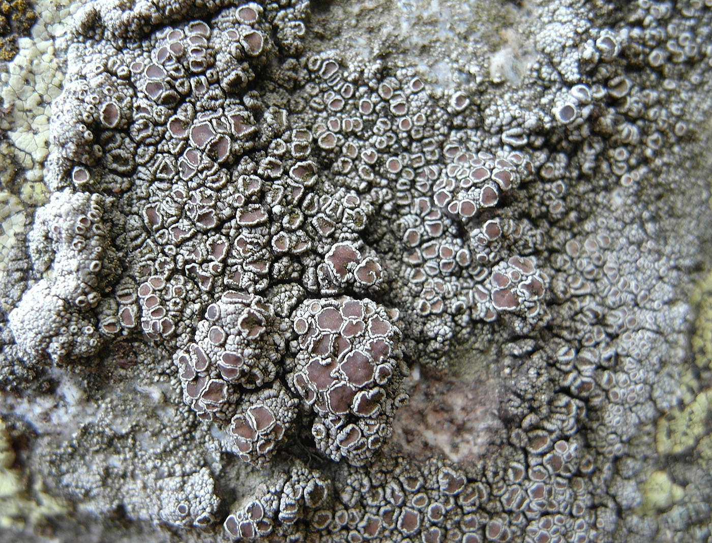 Изображение особи Lecanora cenisia.