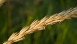 Смотреть изображение Leymus arenarius