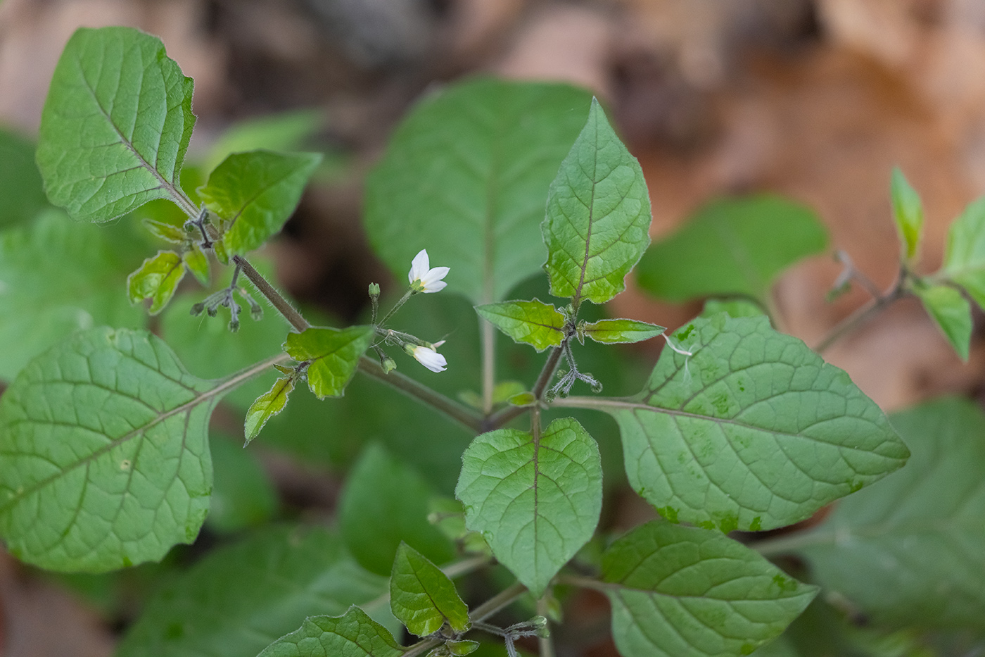 Изображение особи Solanum nigrum.