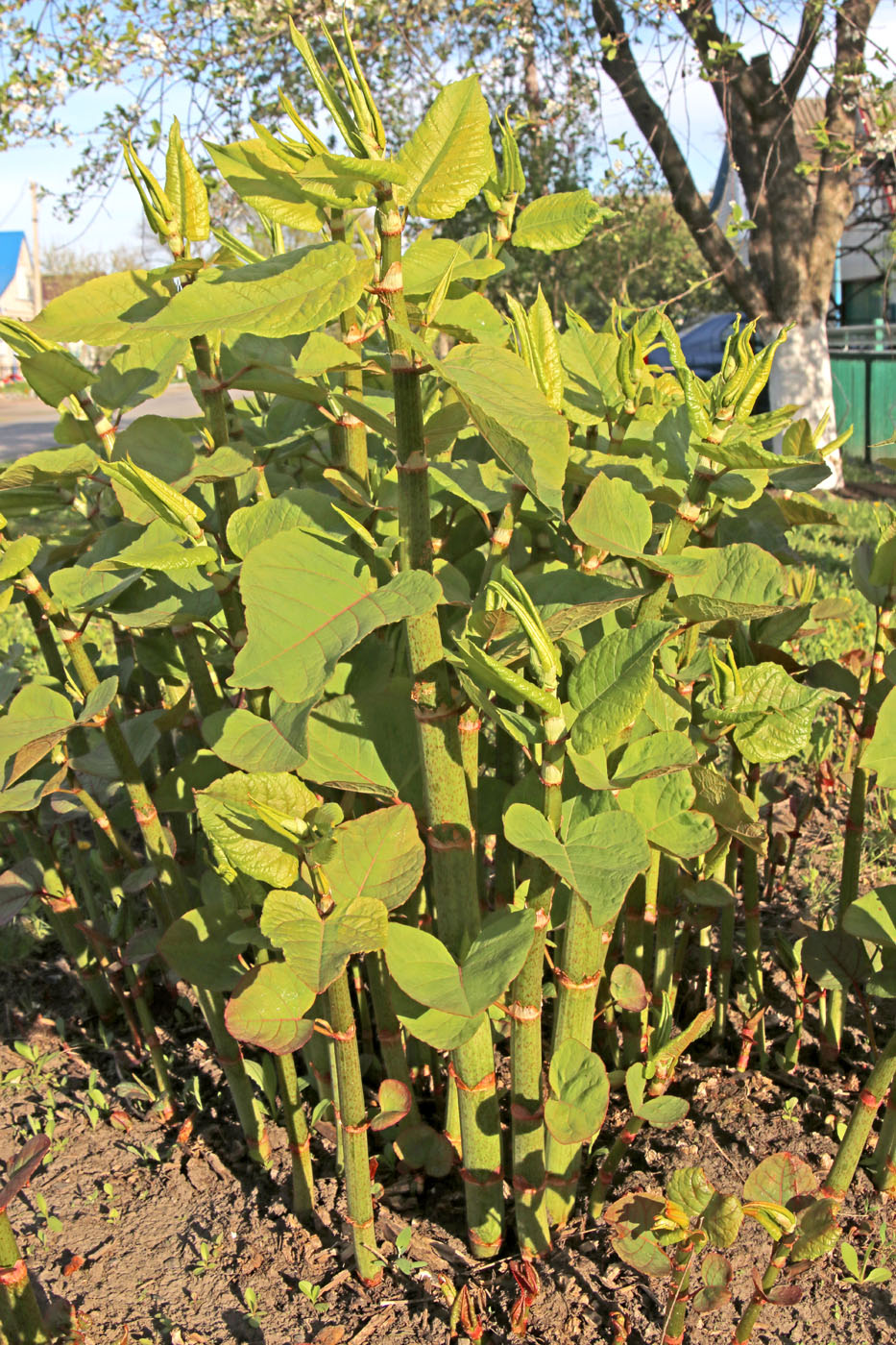Image of Reynoutria sachalinensis specimen.