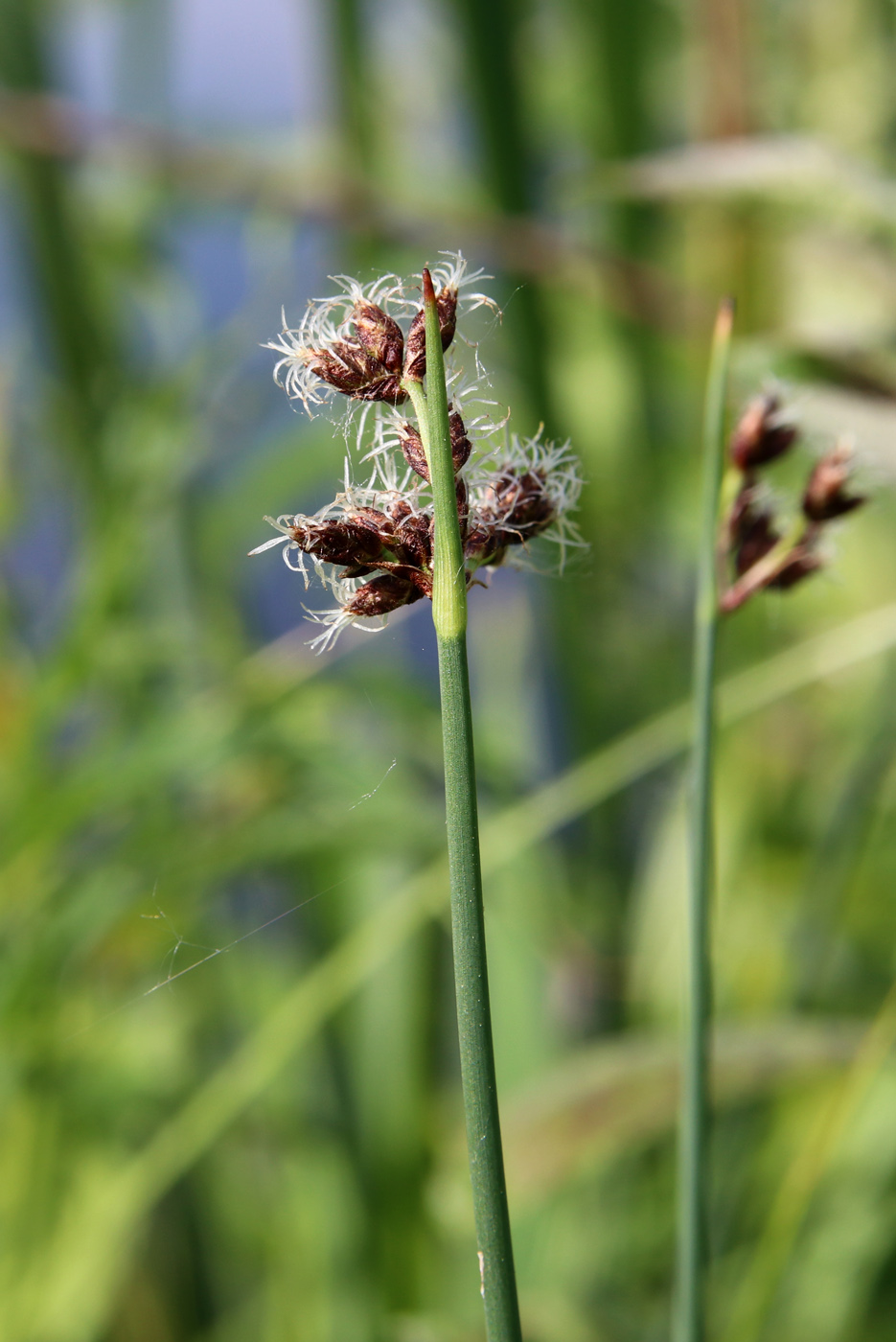 Изображение особи Schoenoplectus lacustris.