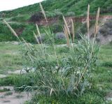 Arundo donax. Плодоносящее растение (высота - около 2 м). Израиль, г. Ашдод, пониженная часть пустыря на песках. 01.03.2011.