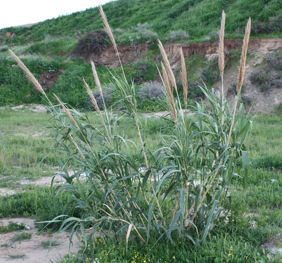 Изображение особи Arundo donax.