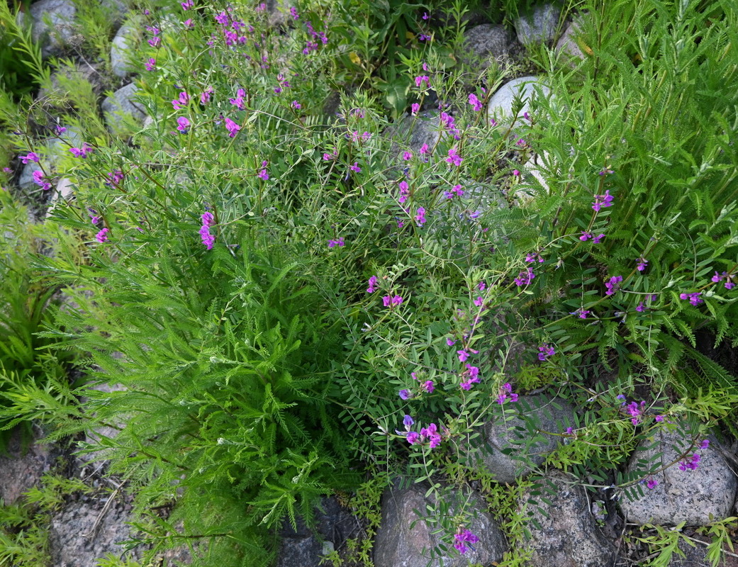 Image of genus Vicia specimen.
