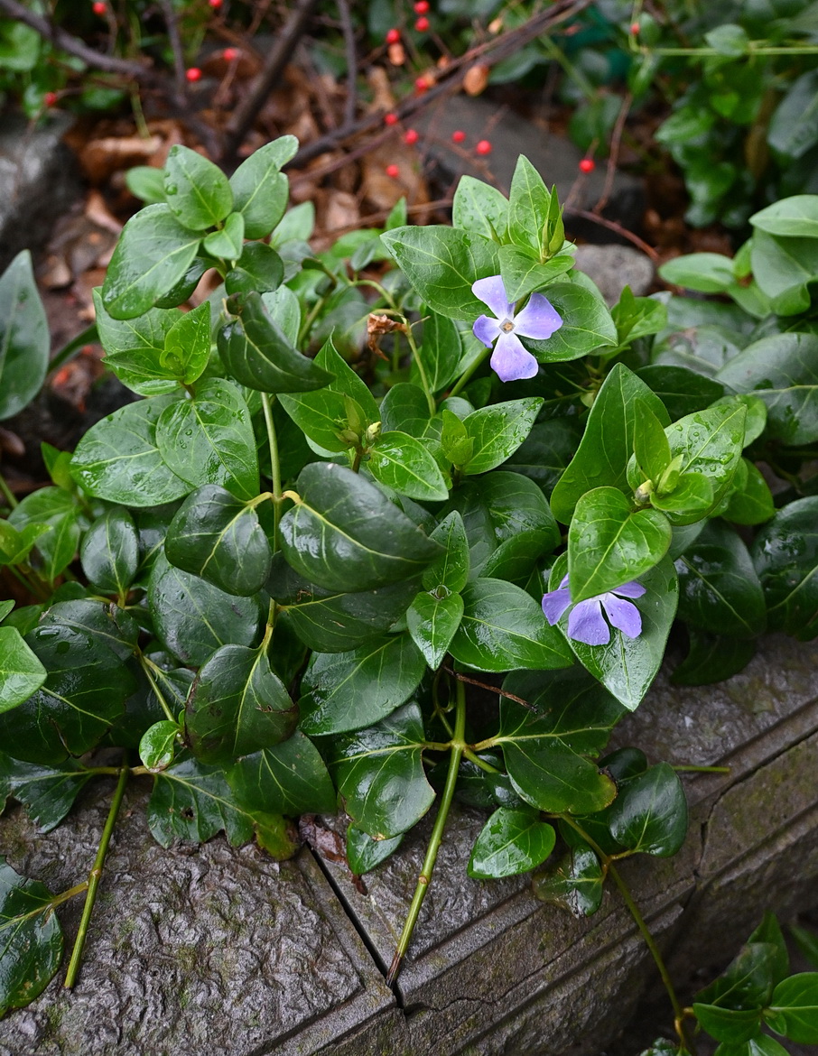 Image of Vinca major specimen.
