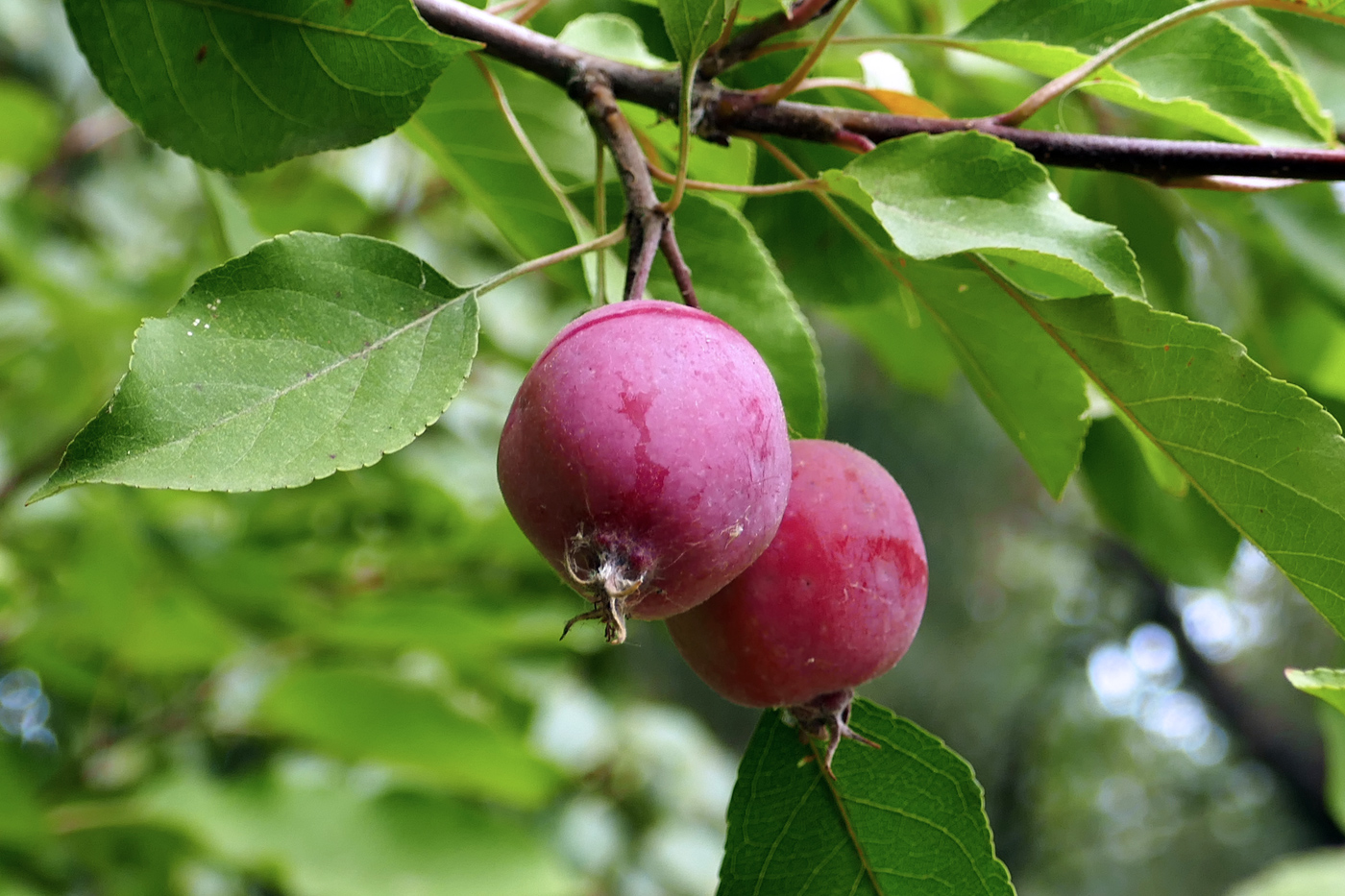 Изображение особи Malus prunifolia.