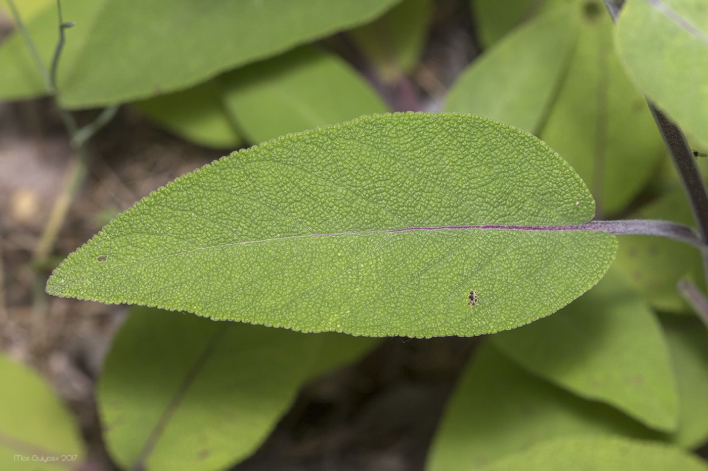 Image of Salvia tomentosa specimen.