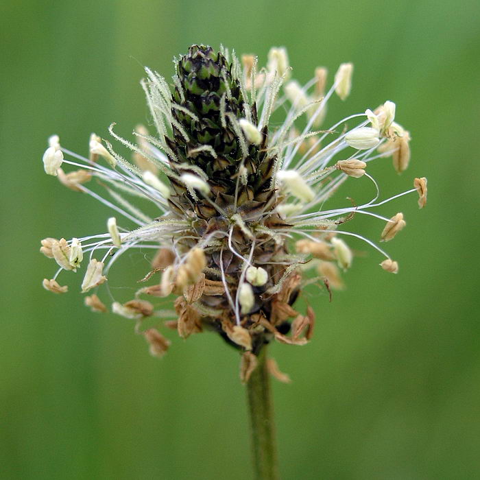 Image of Plantago lanceolata specimen.