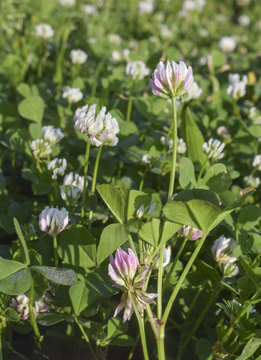 Image of Trifolium nigrescens specimen.