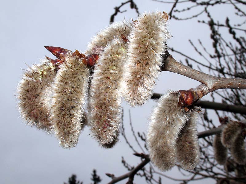 Изображение особи Populus tremula.