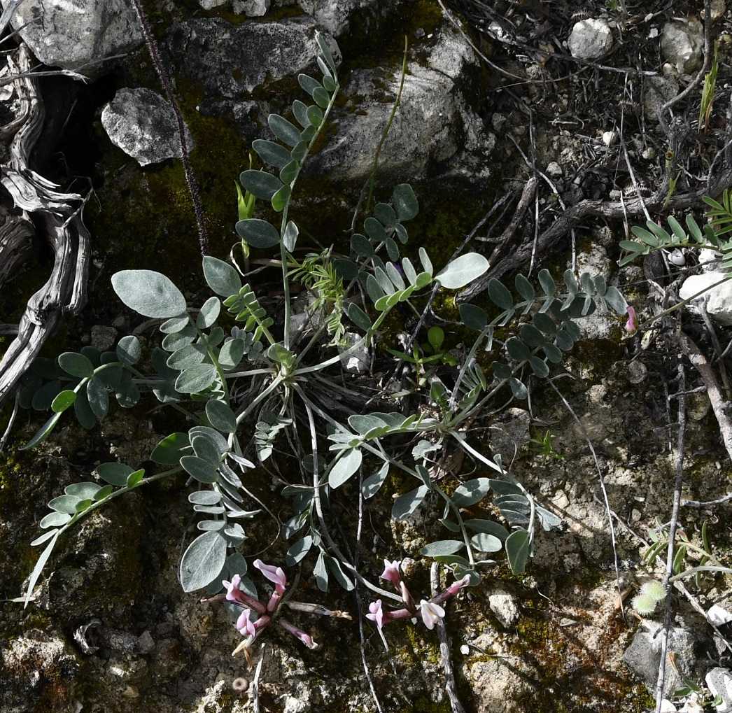 Image of Astragalus cyprius specimen.