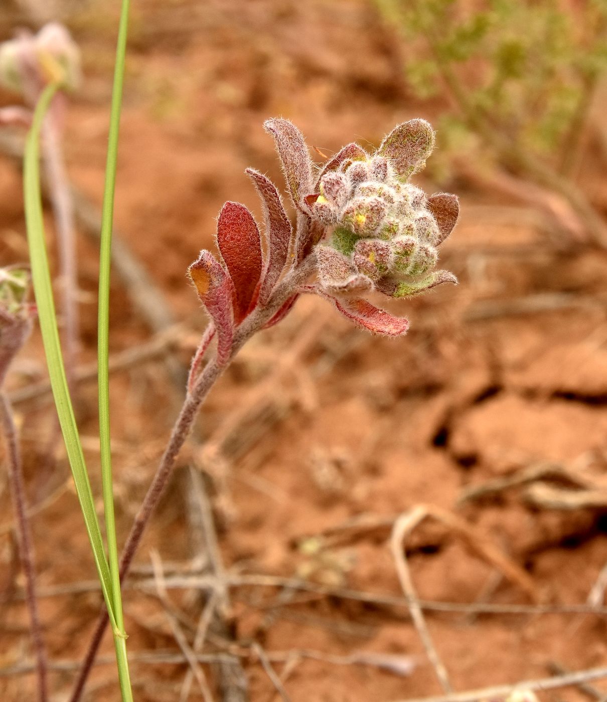 Image of Alyssum turkestanicum var. desertorum specimen.