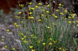 Haplophyllum dauricum. Верхушки побегов цветущего растения. Китай, пров. Ганьсу, гора Цзиши, ущ. Дасы, глинистый склон. 07.06.2025.