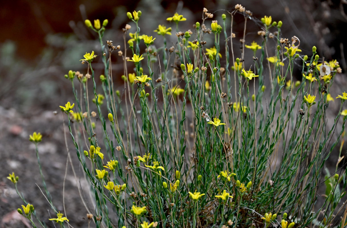 Image of Haplophyllum dauricum specimen.