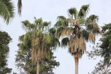 Washingtonia robusta. Верхушки стволов и кроны. Краснодарский край, Черноморское побережье Кавказа, г. Сочи, Дендрарий. 17 марта 2025 г.