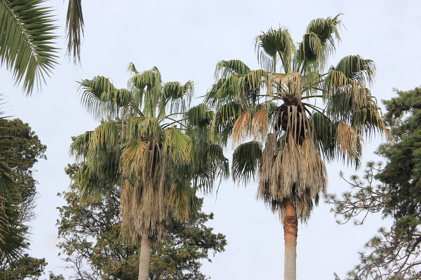 Изображение особи Washingtonia robusta.