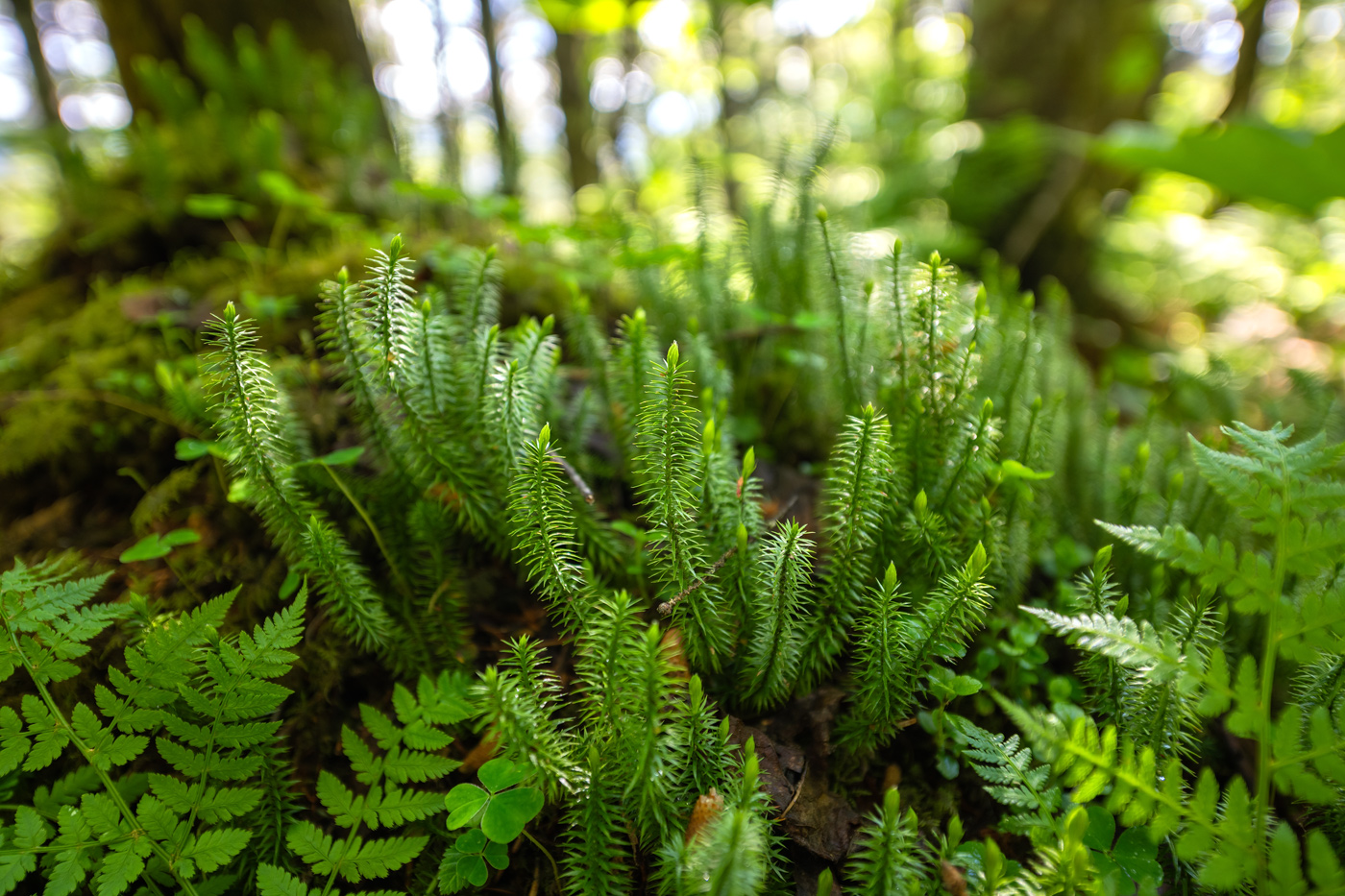 Изображение особи Lycopodium annotinum.