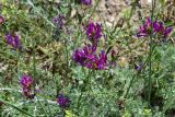 род Astragalus