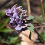 Corydalis solida. Соцветие. Санкт-Петербург, Старый Петергоф, парк \"Сергиевка\". 30.04.2011.