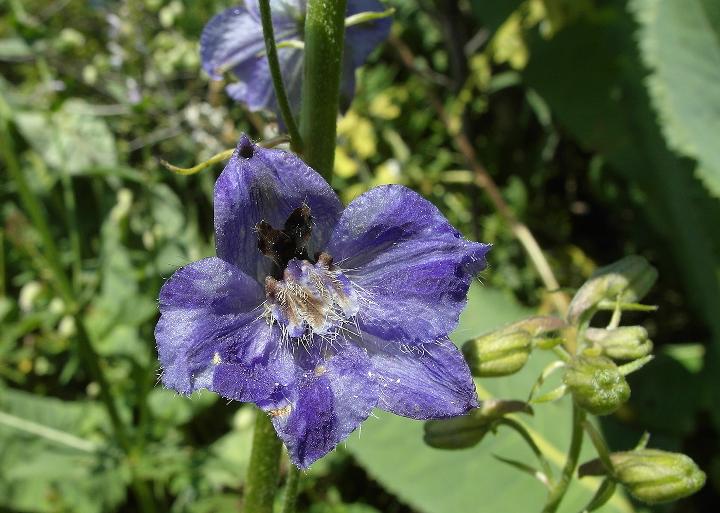 Image of Delphinium iliense specimen.