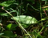 Plantago lanceolata. Лист. Грузия, край Самцхе-Джавахети, Аспиндзский муниципалитет, левый берег р. Кура, ур. Тиреби, 100 м от фермы Серго, высокотравный луг. 10 июня 2026 г.
