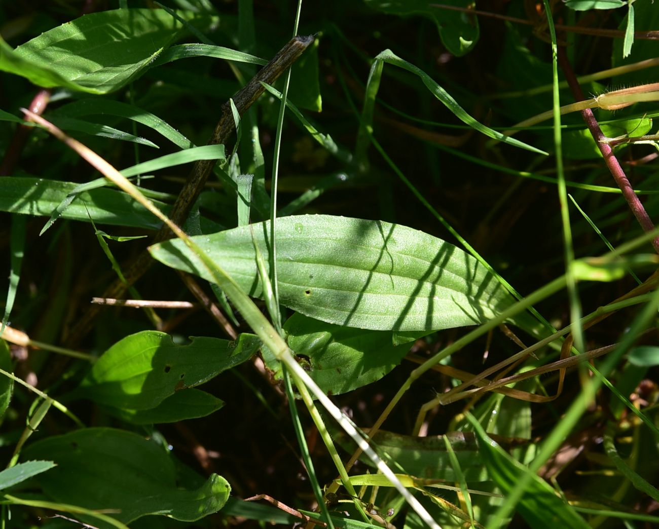 Image of Plantago lanceolata specimen.