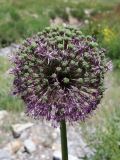 genus Allium