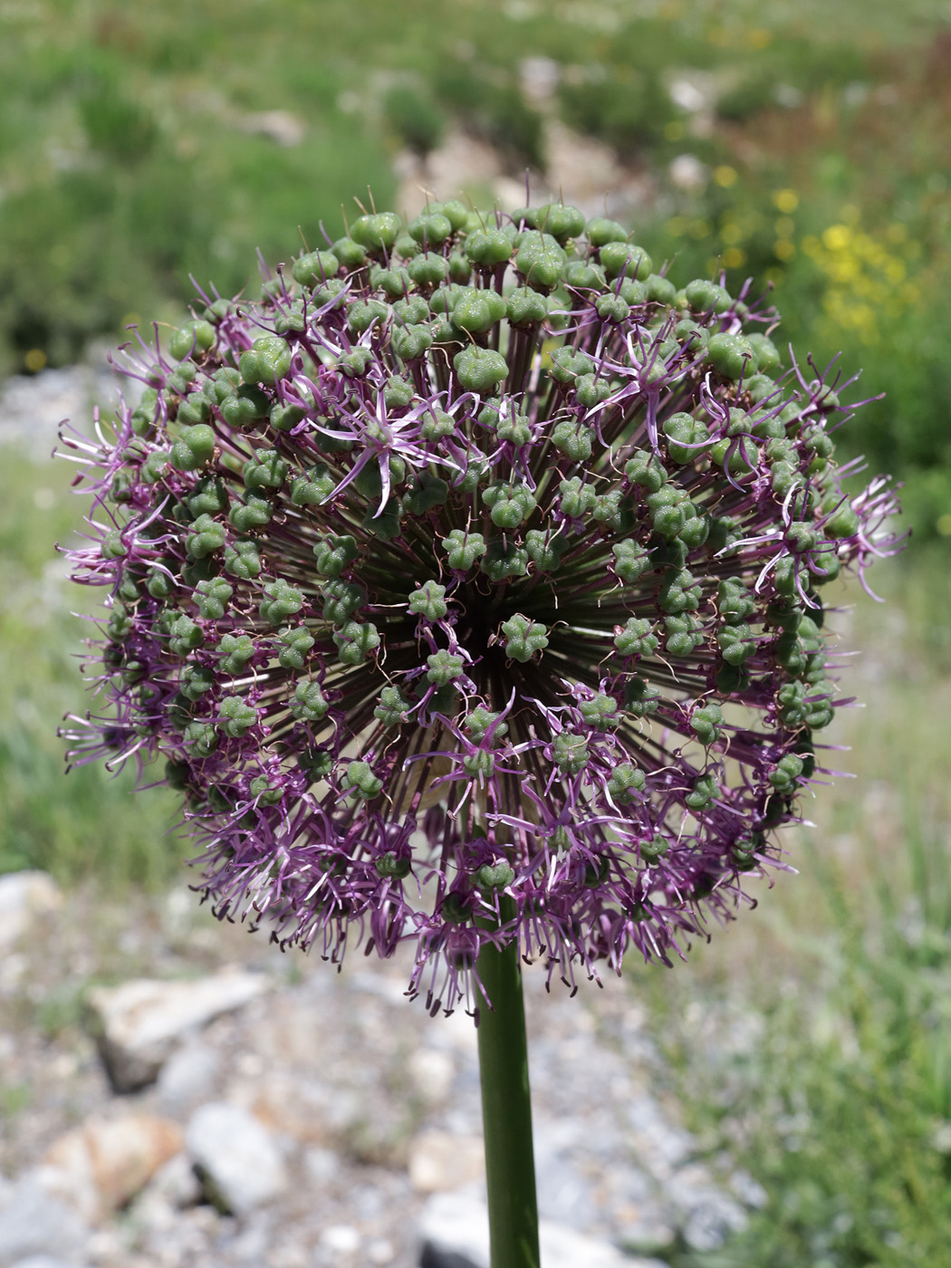 Image of genus Allium specimen.