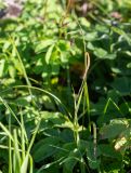 Carex riishirensis. Плодоносящее растение. Хабаровский край, р-н имени Лазо, массив горы Ко, выс. ≈ 1750 м н.у.м., высокогорная лужайка. 02.08.2026.