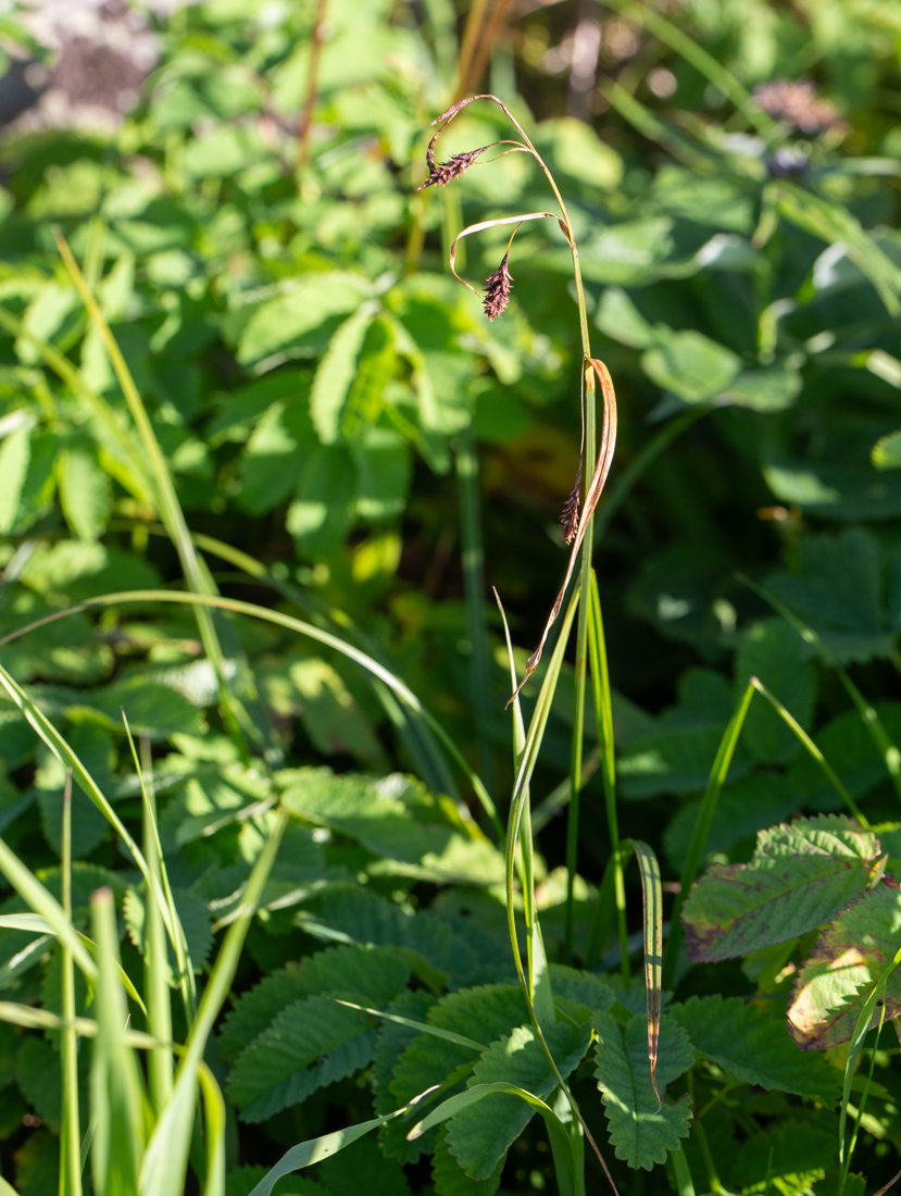 Image of Carex riishirensis specimen.