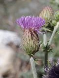 genus Cirsium
