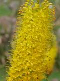 Eremurus stenophyllus. Часть соцветия. Таджикистан, Горно-Бадахшанская автономная обл., Нурободский р-н, хр. Петра Первого, кишл. Ёфуч, выс. ≈ 1400 м н.у.м., надпойменная терраса р. Обихингоу. 19 июня 2026 г.