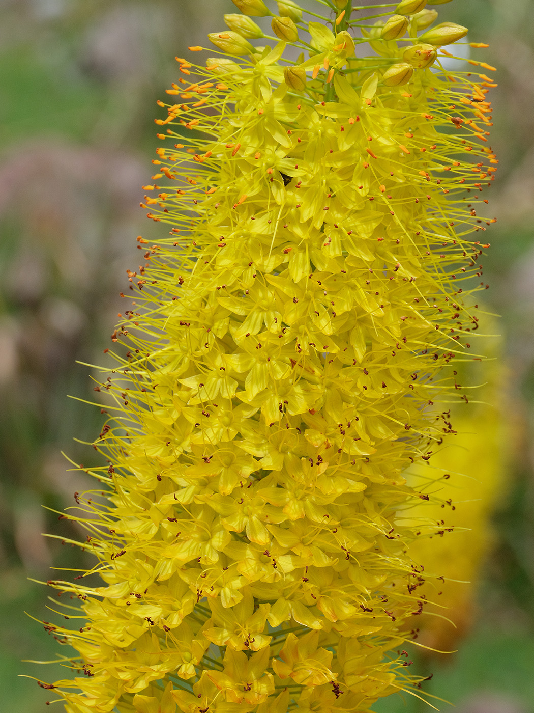 Image of Eremurus stenophyllus specimen.